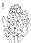 风信子花卉黑白线稿图