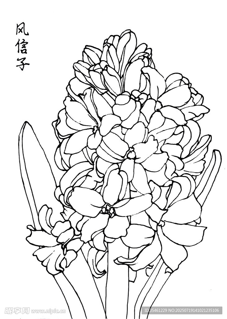 风信子花卉黑白线稿图