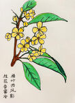 手绘桂花
