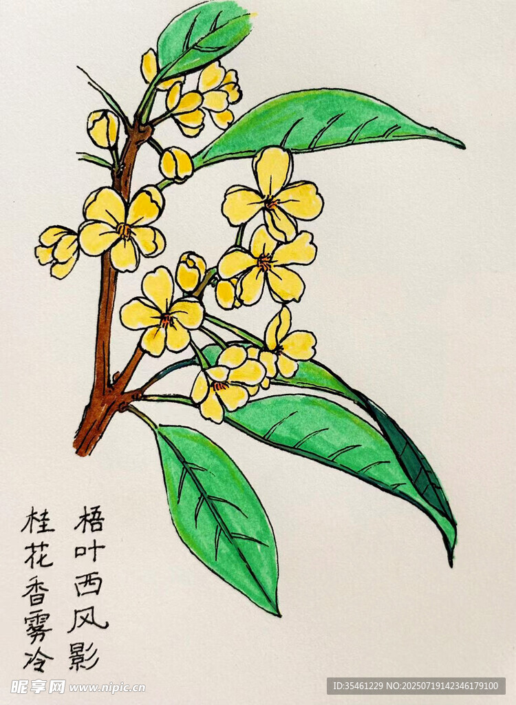 手绘桂花