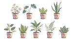 盆栽花卉插图