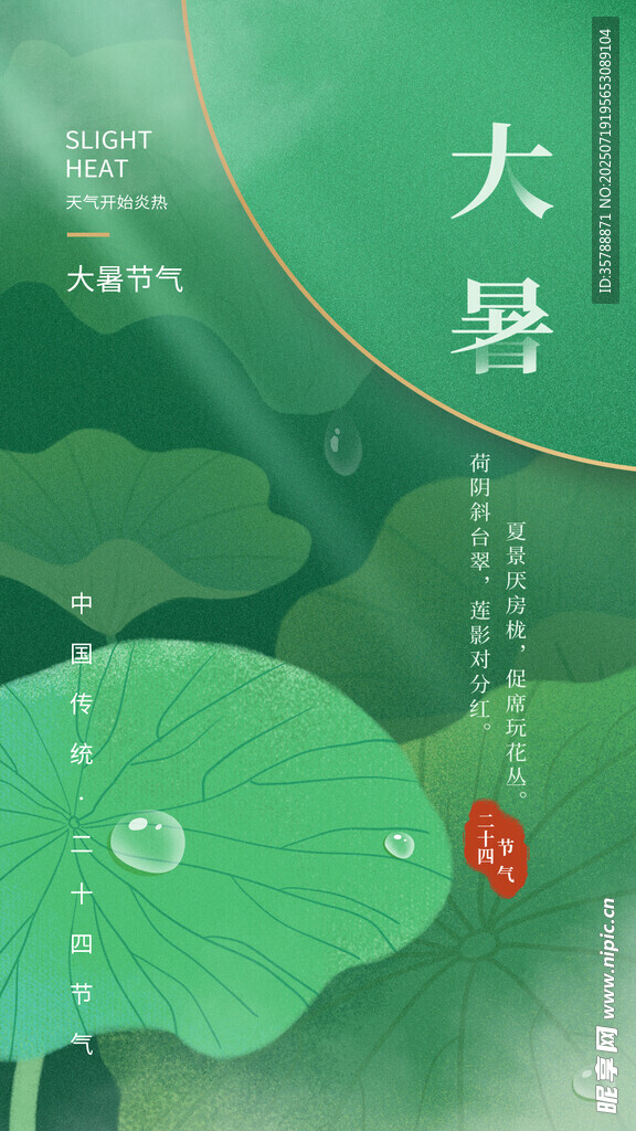 大暑时节荷叶露珠美景