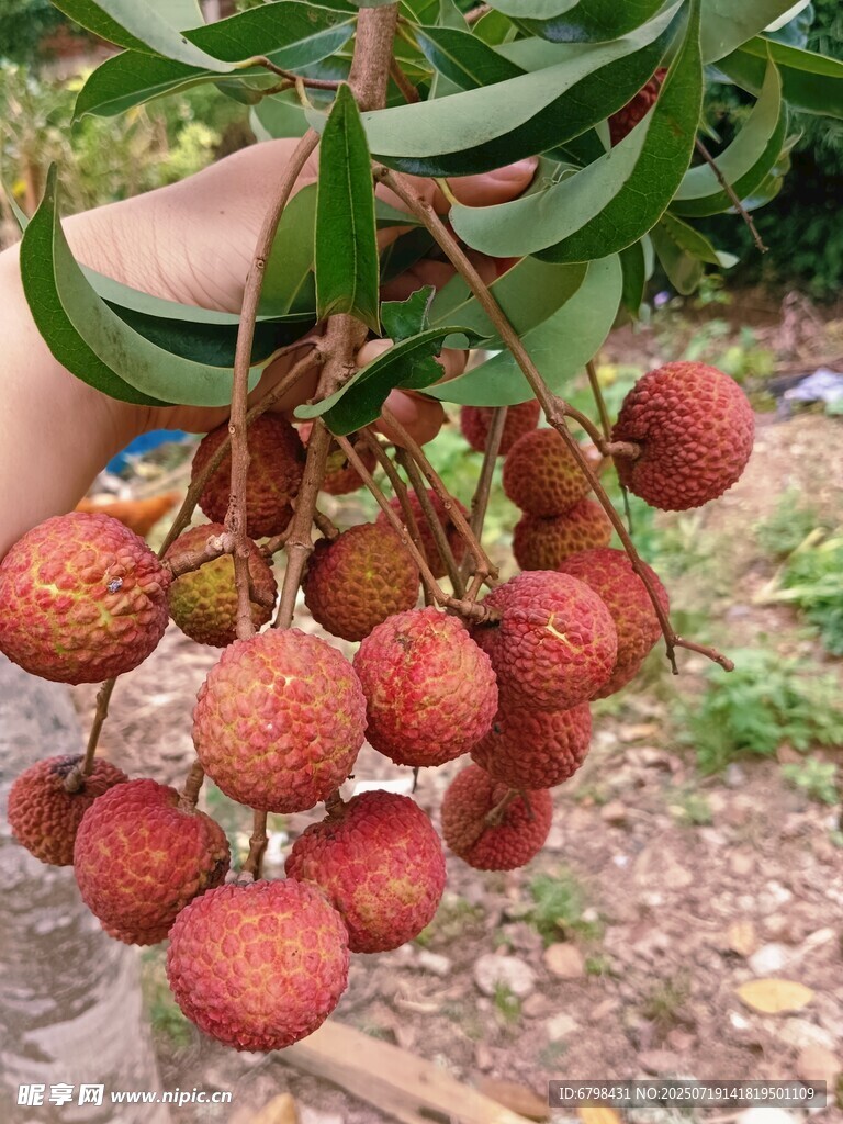 荔枝  