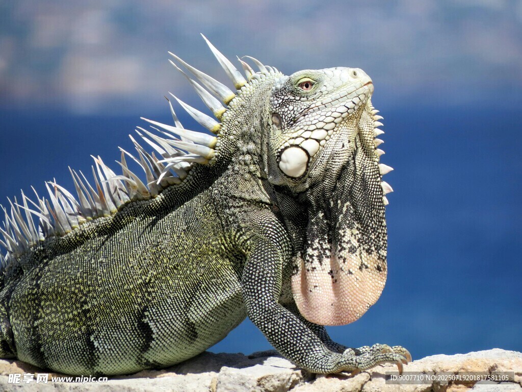 海边的绿鬣蜥