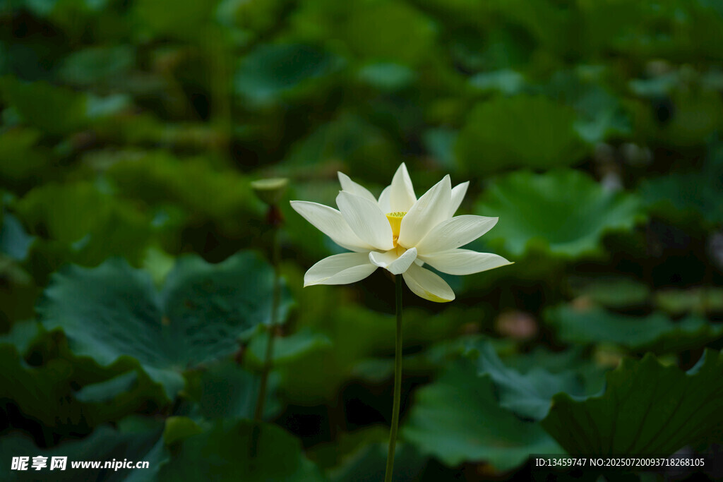 水中白莲花绽放