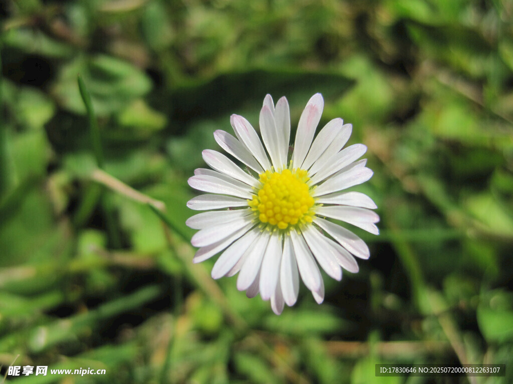 白色雏菊绽放于绿草间