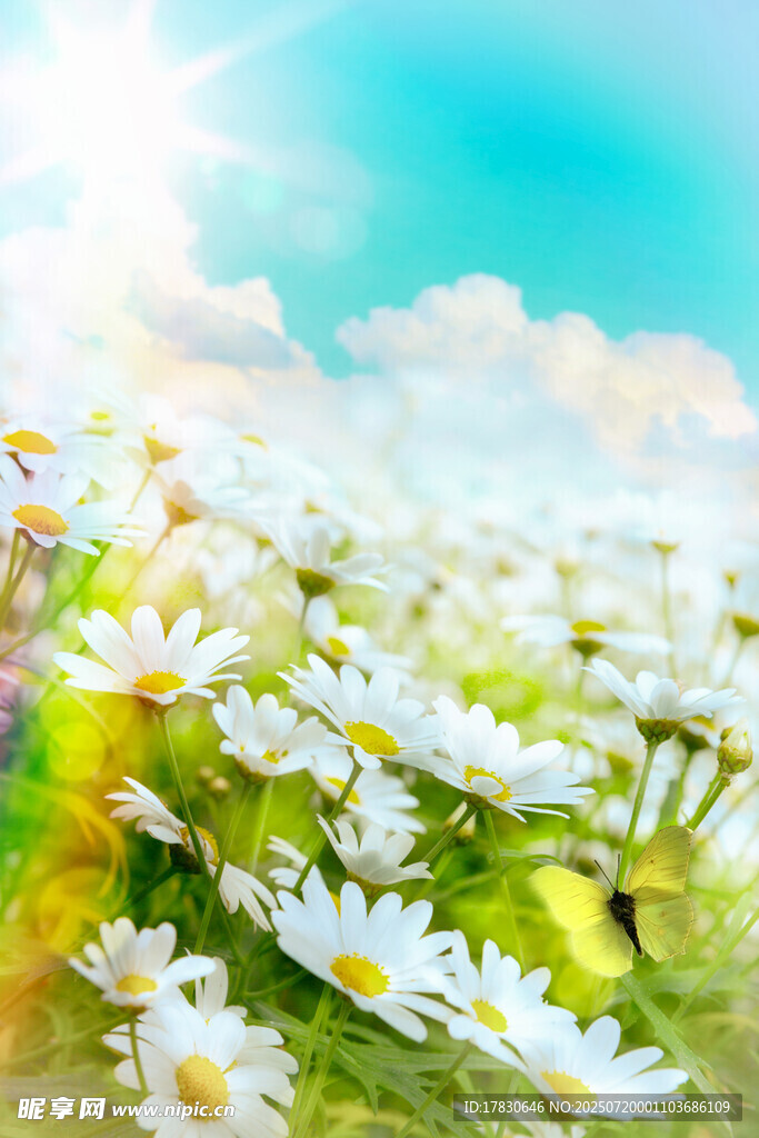 阳光下的雏菊花海