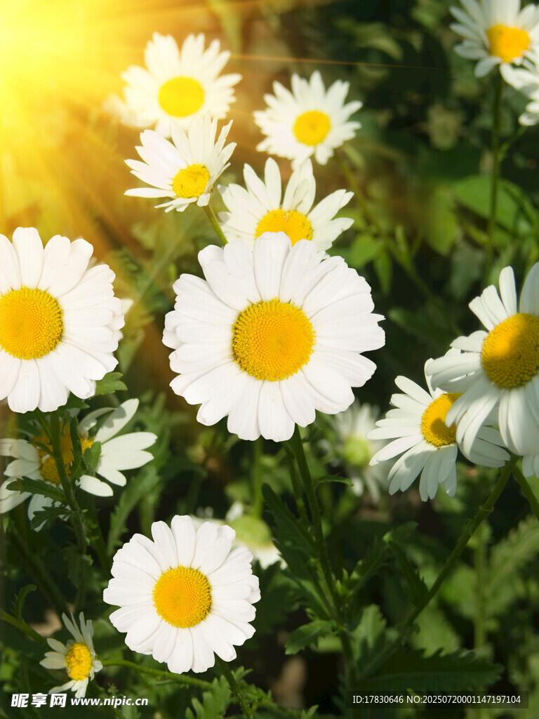阳光下绽放的清新小雏菊