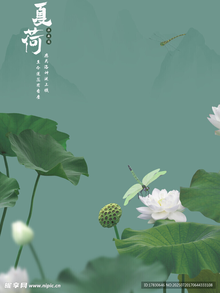 夏日荷塘荷花清新景致