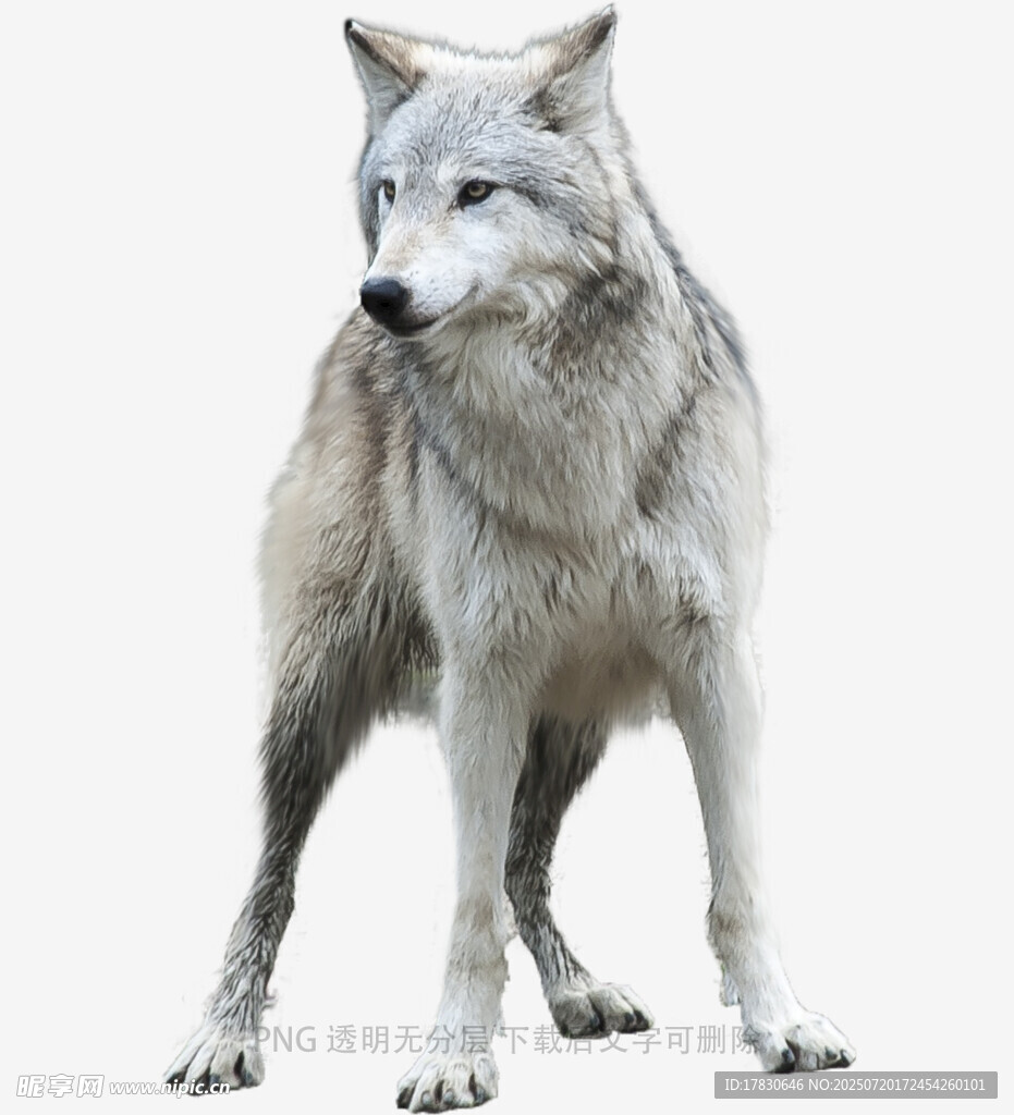 站立的灰白色野狼