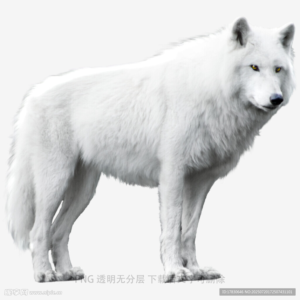 站立的白色野狼