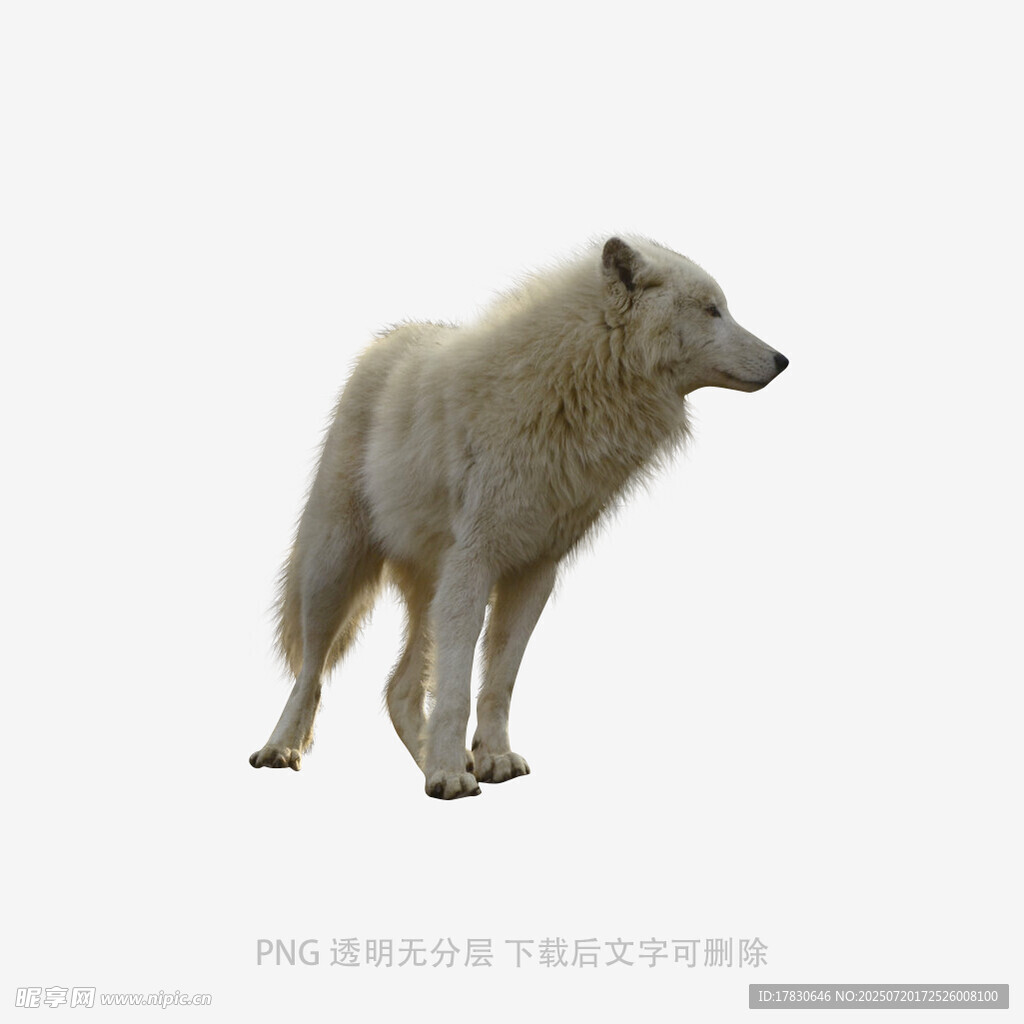 站立的白毛狼