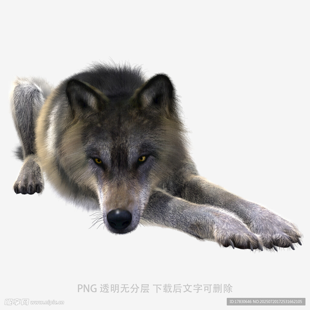 趴着的狼