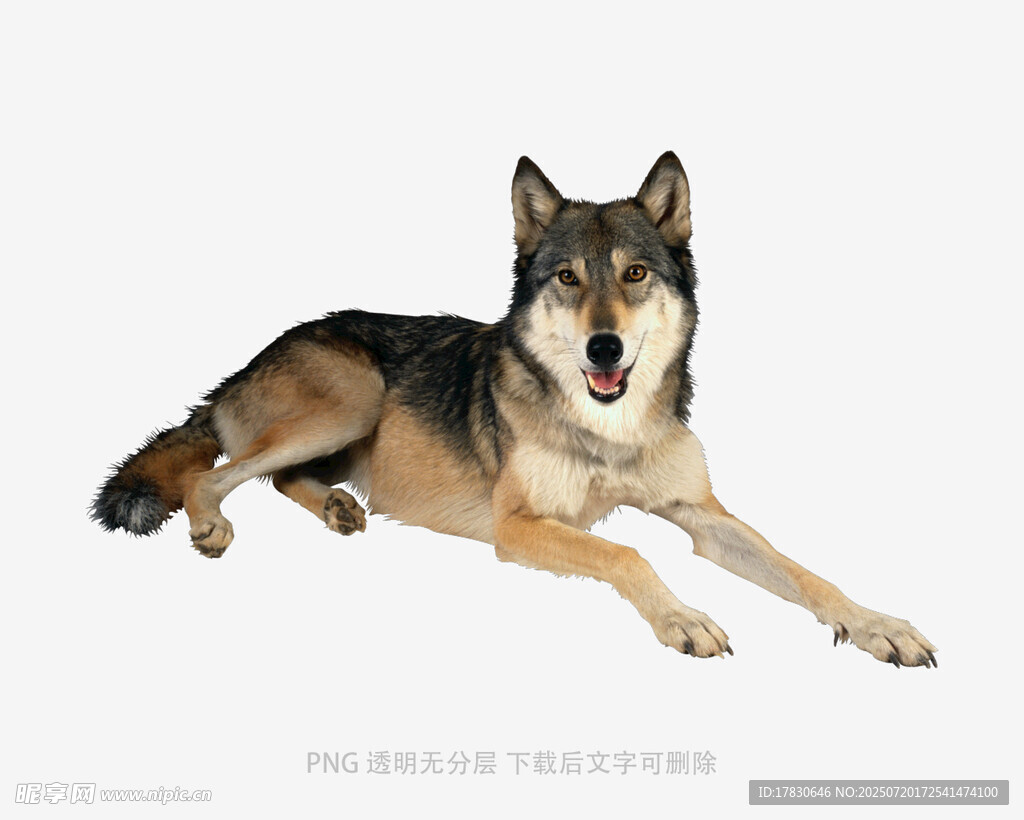 趴着的帅气狼狗