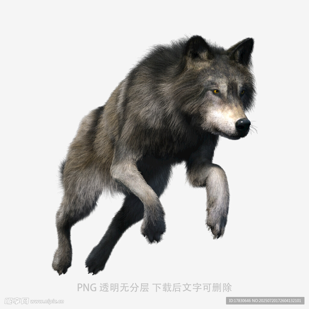 跃起的灰狼