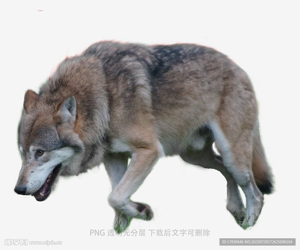 奔跑的灰狼