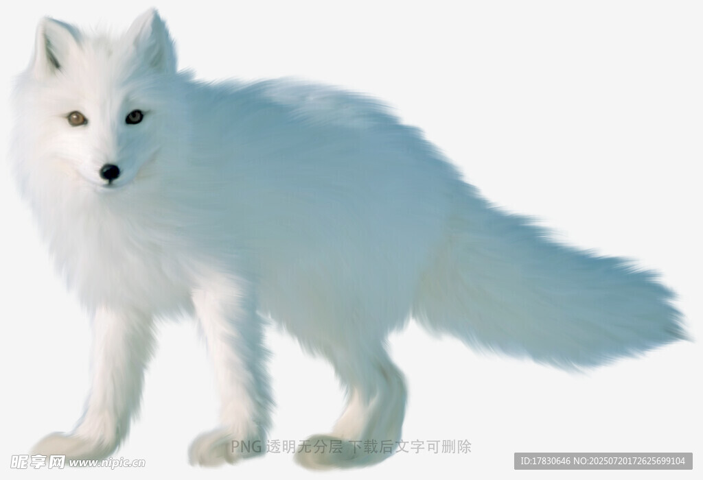 雪地中的白狐