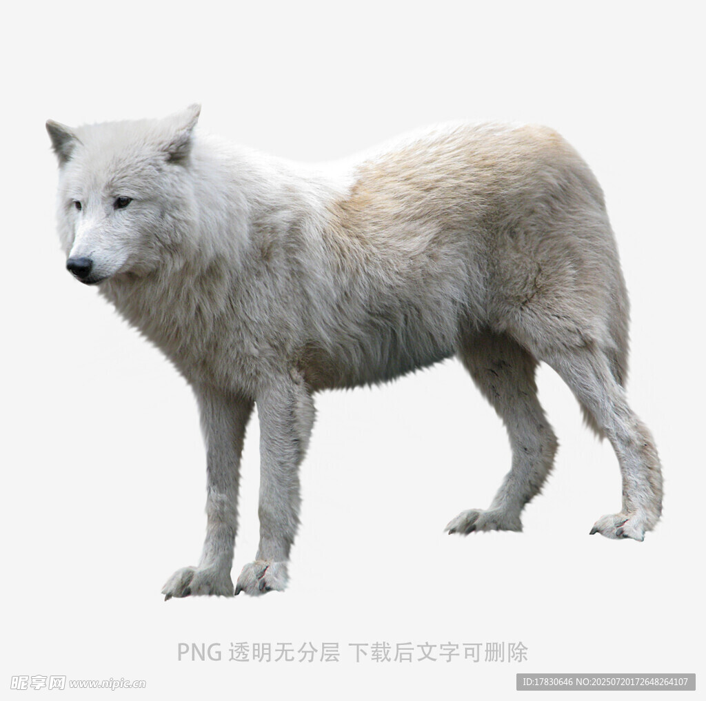 站立的白毛狼