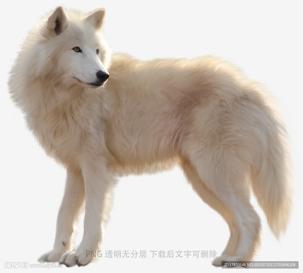 站立的白毛狼