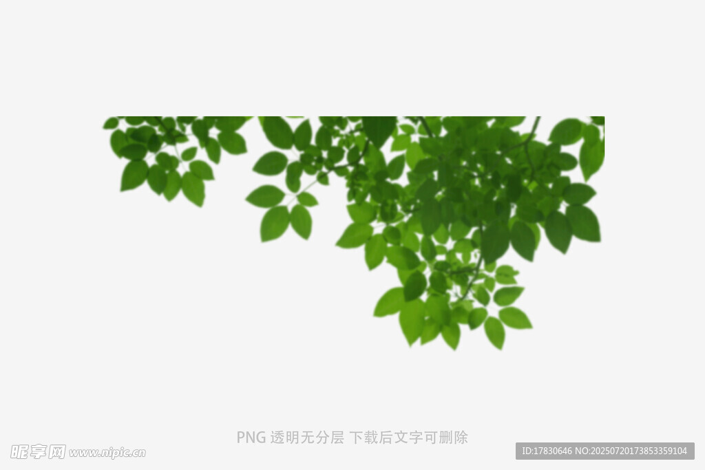 树叶虚化前景