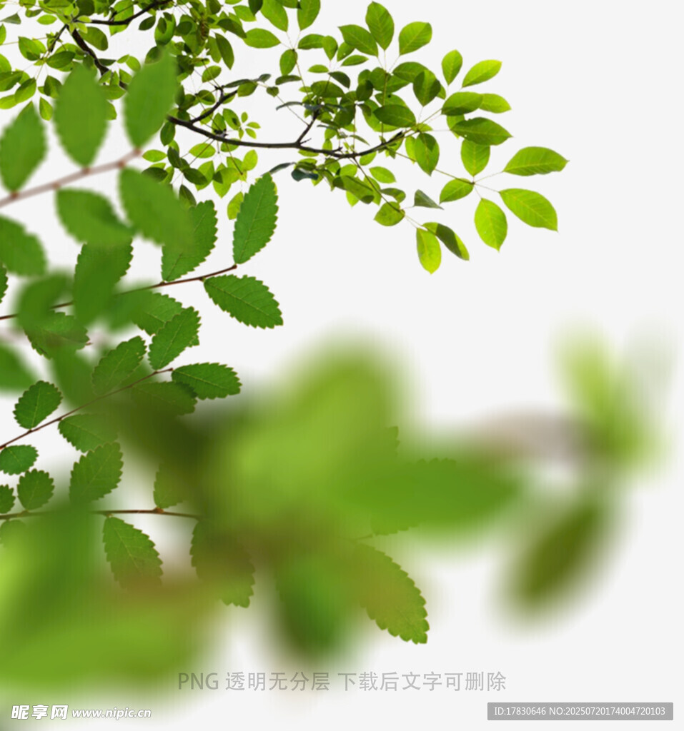 树叶虚化前景