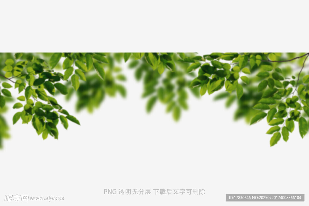 树叶虚化前景