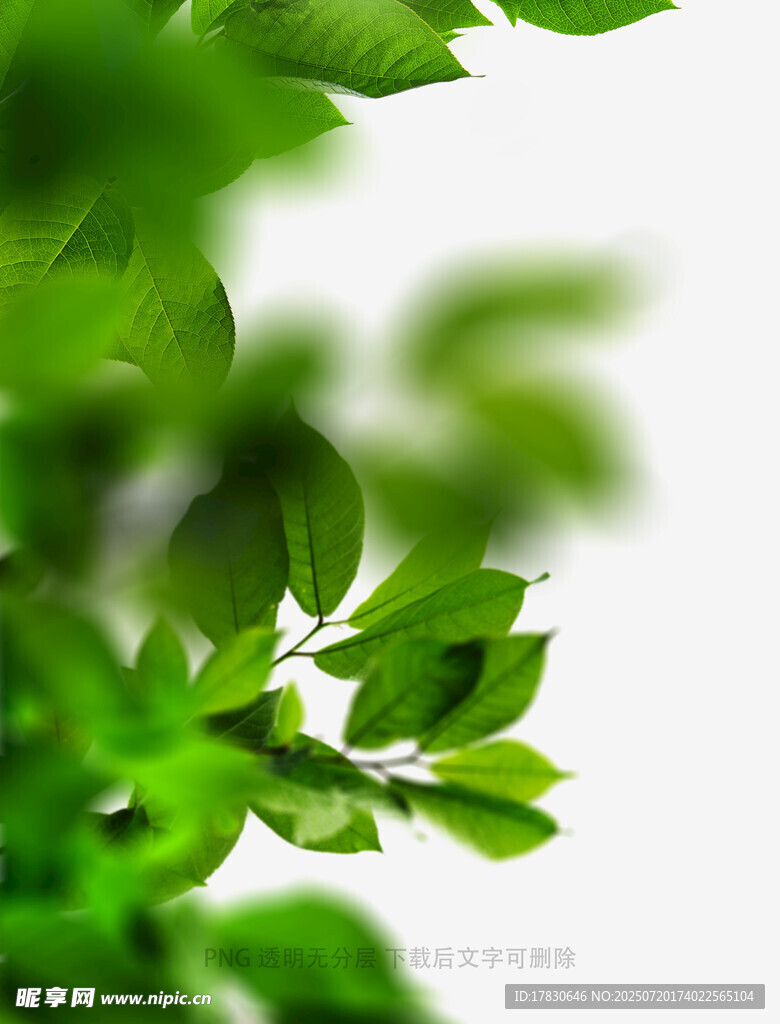 树叶虚化前景