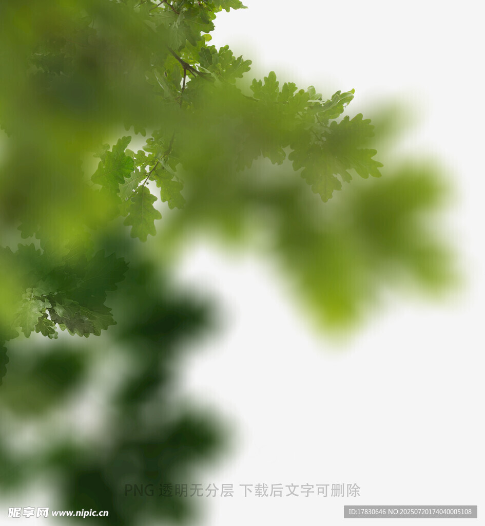 树叶虚化前景