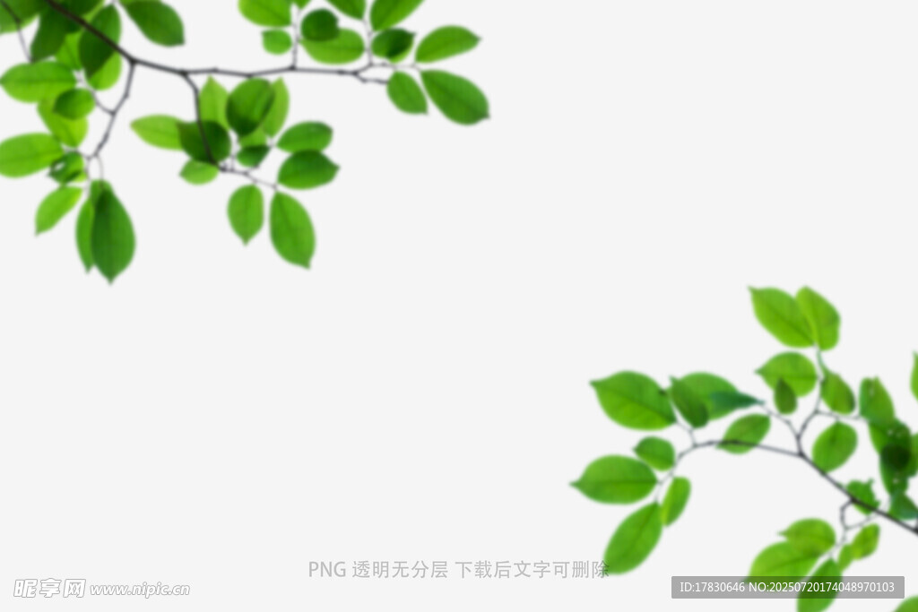 树叶虚化前景