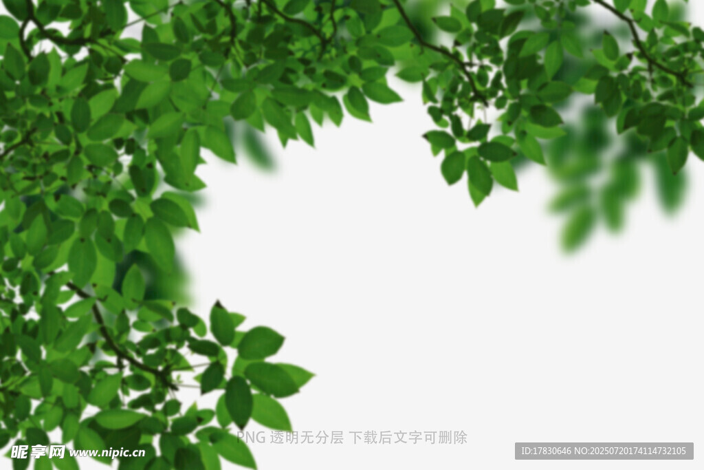 树叶虚化前景