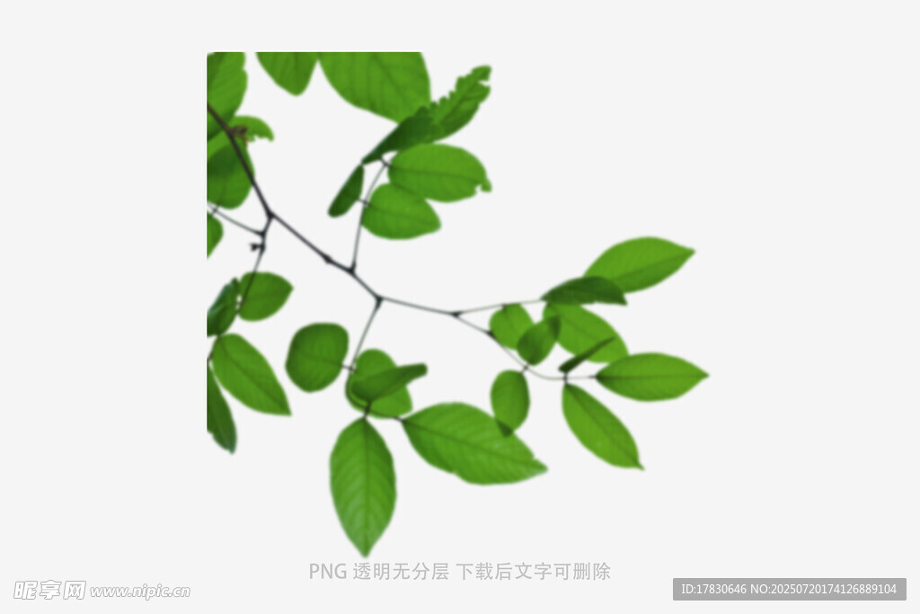 树叶虚化前景