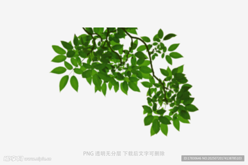 树叶虚化前景