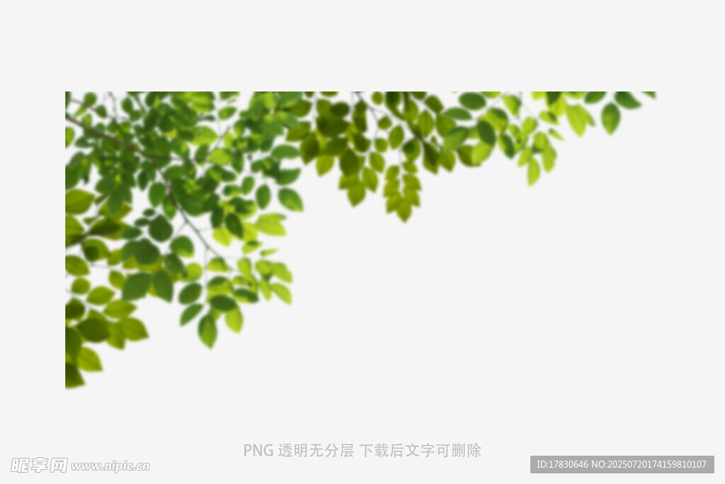 树叶虚化前景