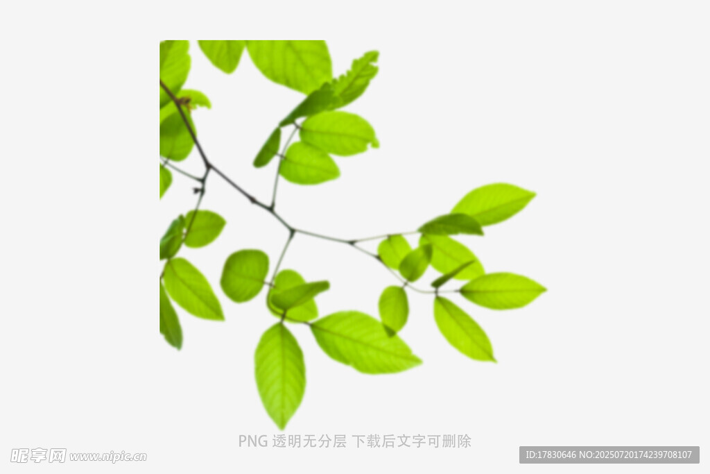 树叶虚化前景