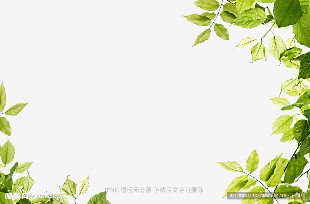 树叶虚化前景