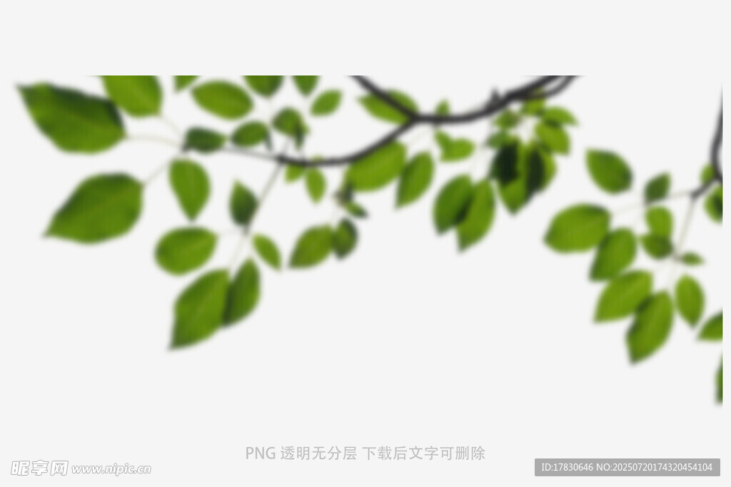 树叶虚化前景
