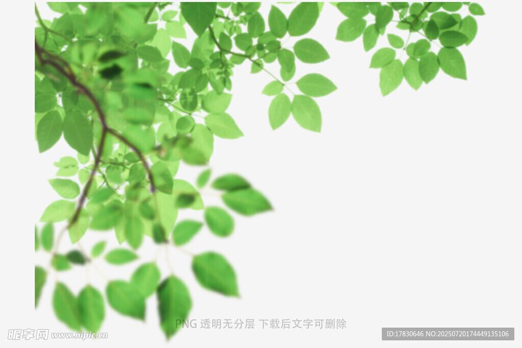 树叶虚化前景