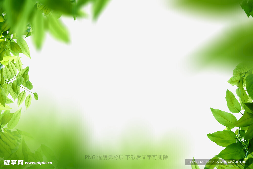 树叶虚化前景