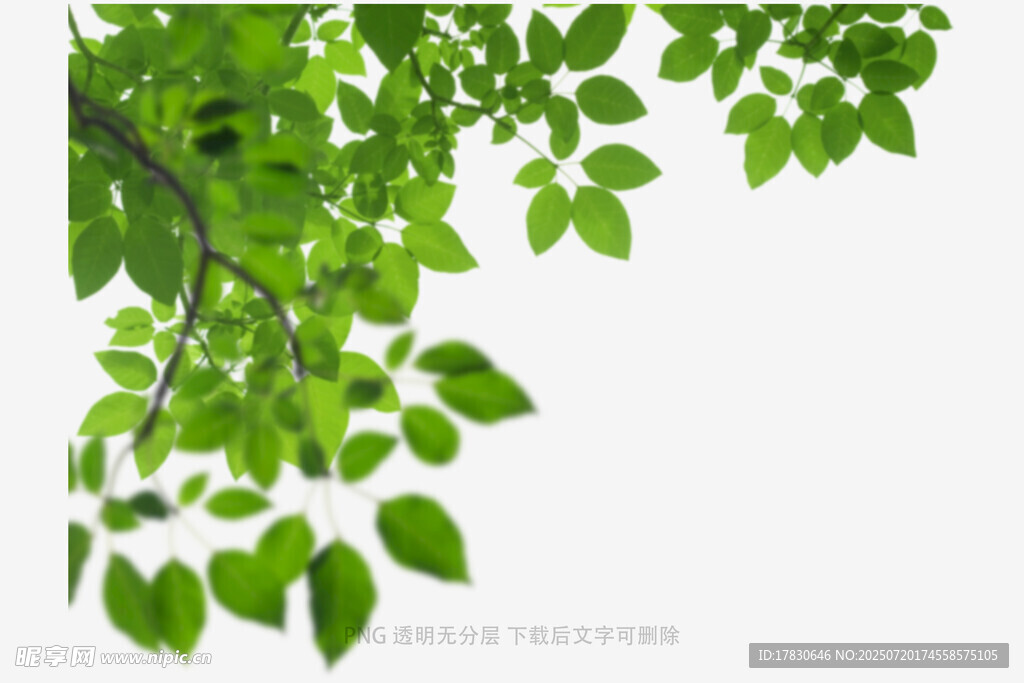 树叶虚化前景