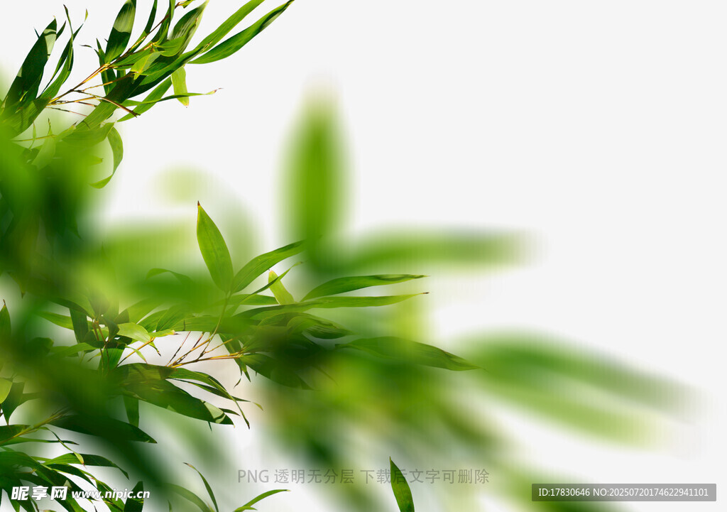 树叶虚化前景
