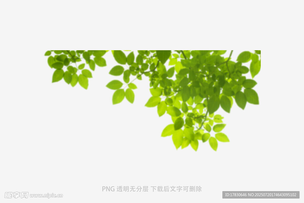 树叶虚化前景