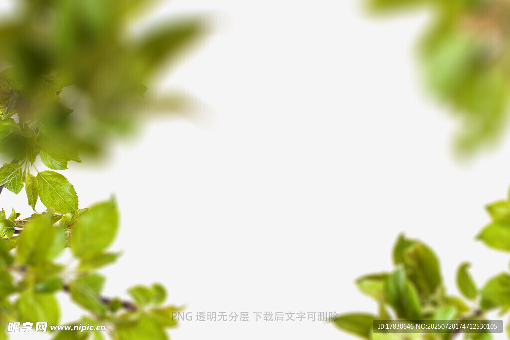 树叶虚化前景