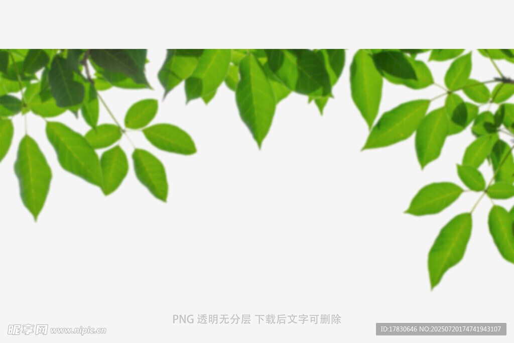 树叶虚化前景
