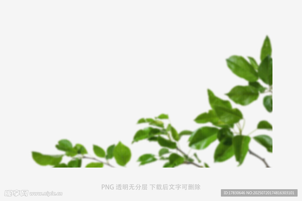 树叶虚化前景