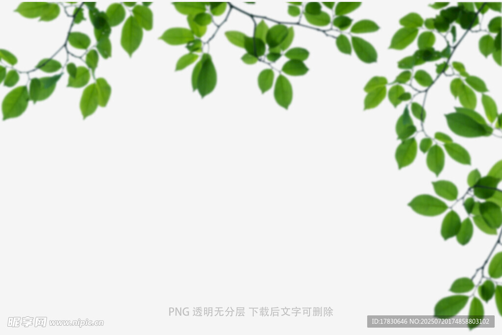 树叶虚化前景