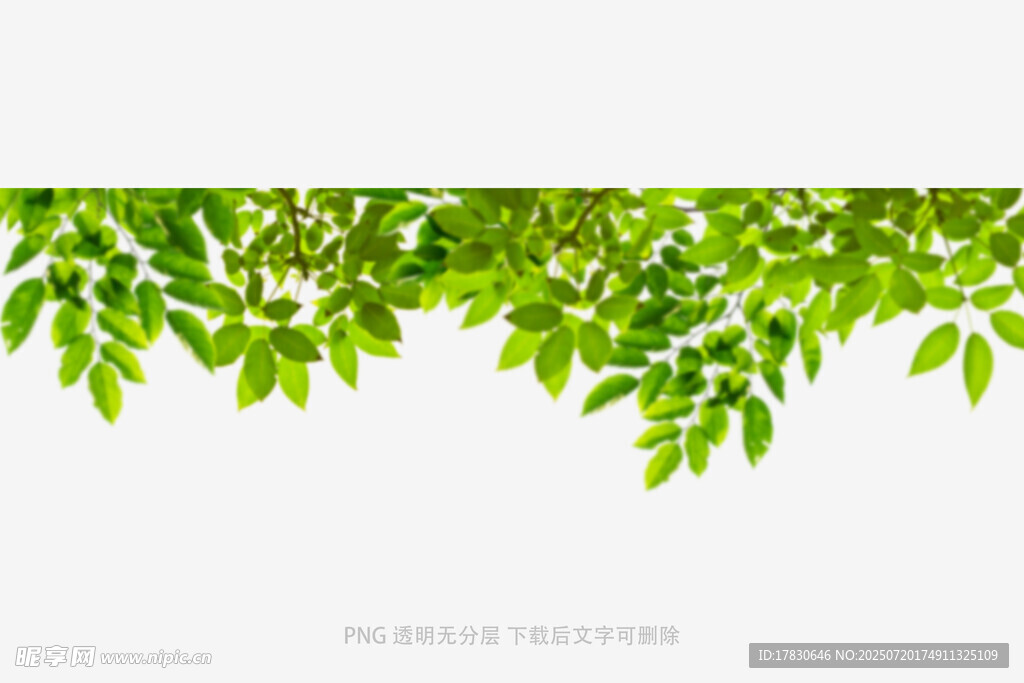 树叶虚化前景