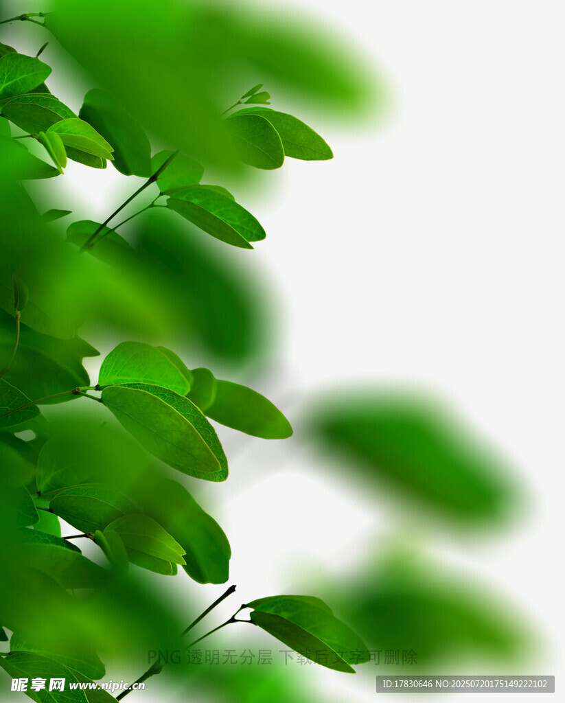 树叶虚化前景