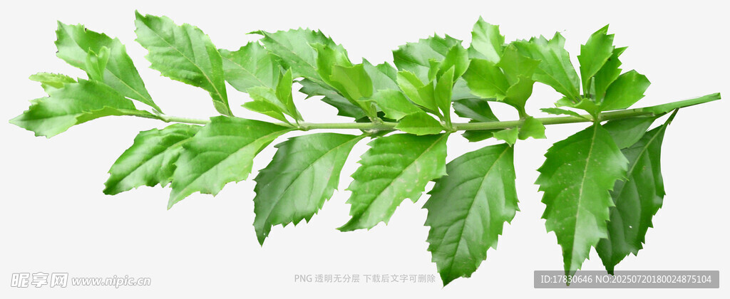 翠绿羽状叶片植物特写