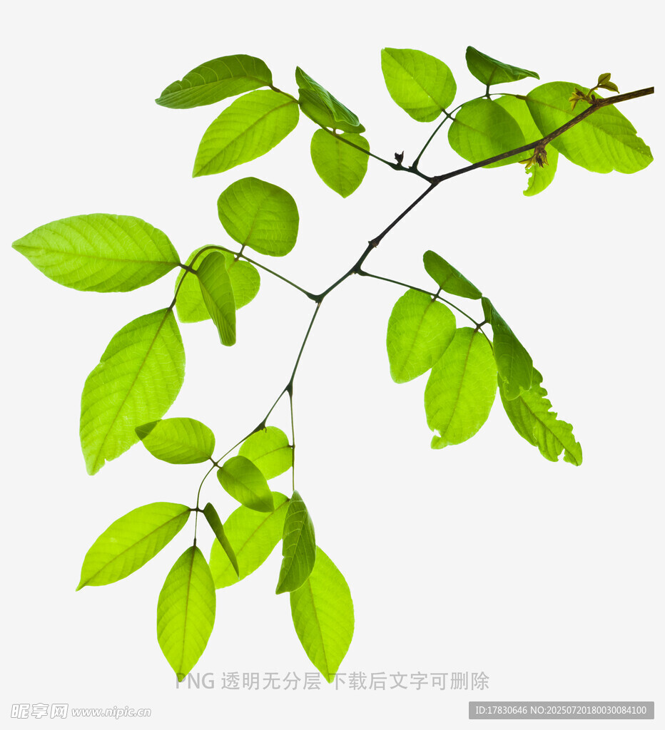嫩绿枝叶特写