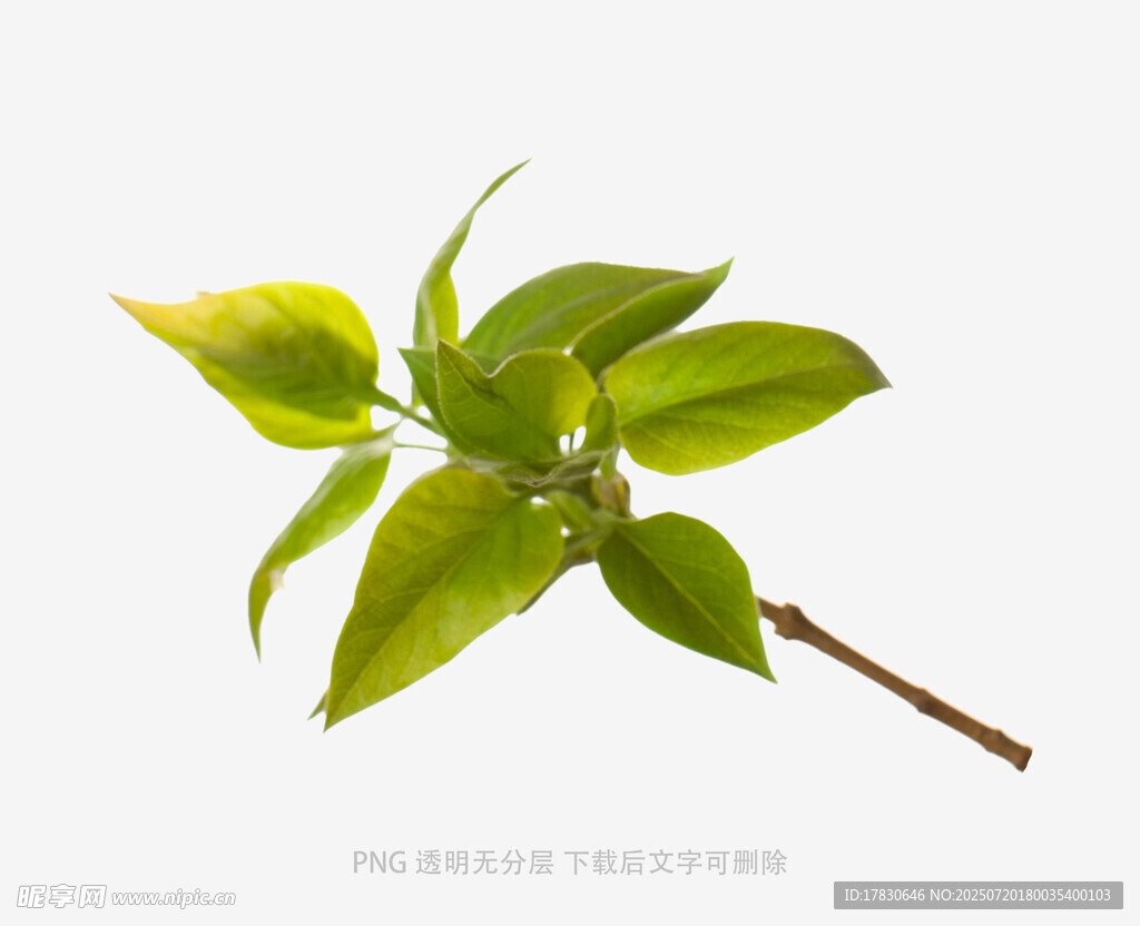 嫩绿枝叶特写